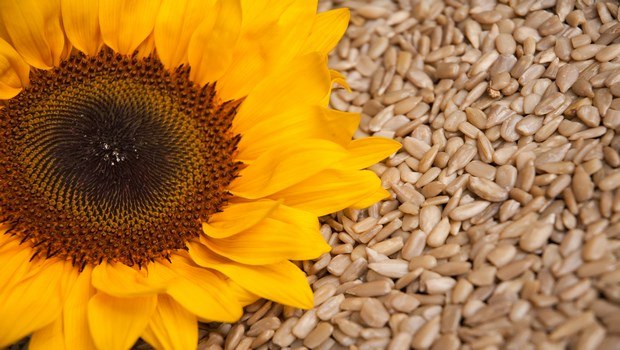 foods to reduce high blood pressure-sunflower seeds