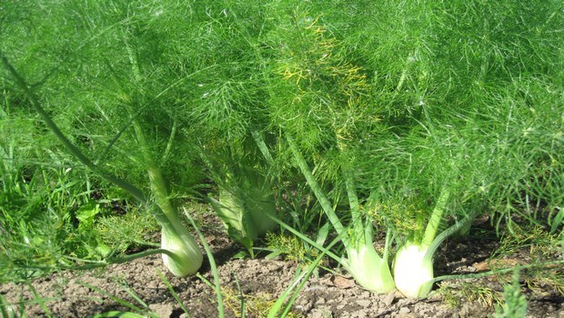 home remedies for gerd-fennel