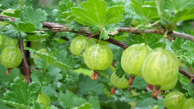 how to increase blood platelets-indian gooseberries