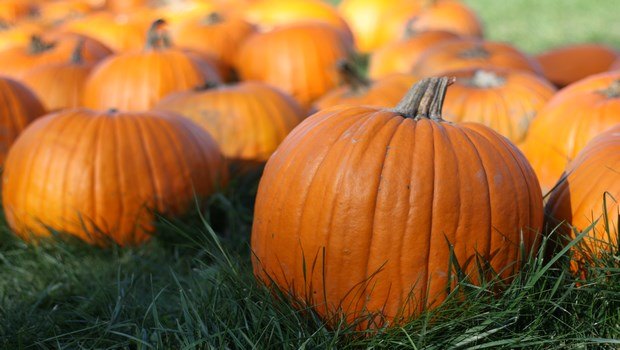 how to increase blood platelets-pumpkin