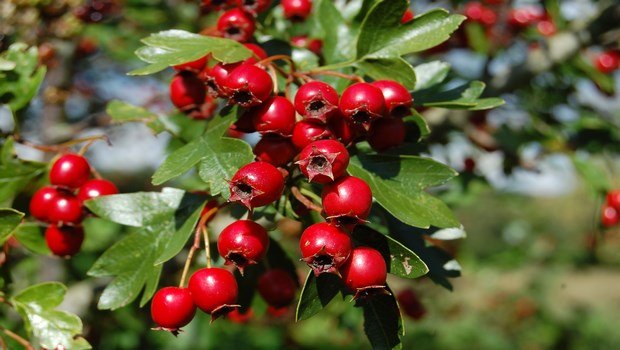 how to increase low blood pressure-hawthorn