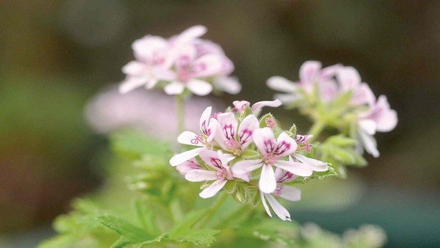 how to increase low blood pressure-rose geranium