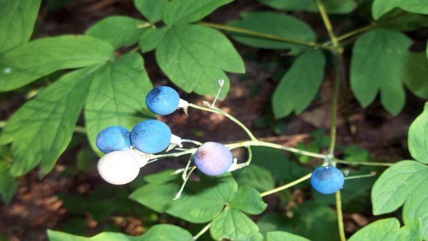 how to induce a miscarriage-blue and black cohosh
