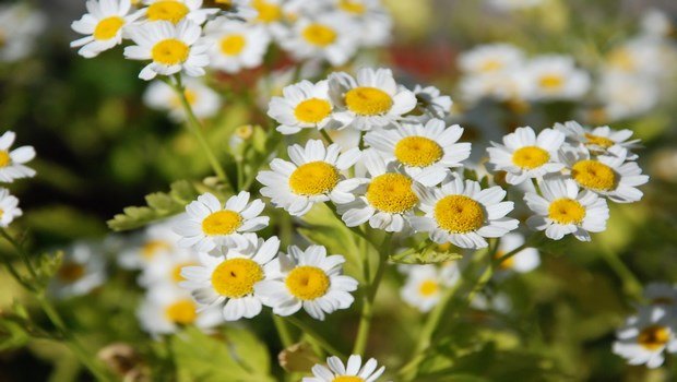 how to treat a headache-feverfew