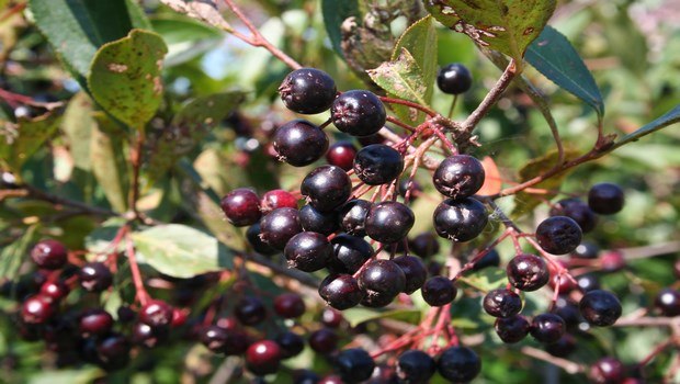 how to treat glaucoma-eat dark-colored berries