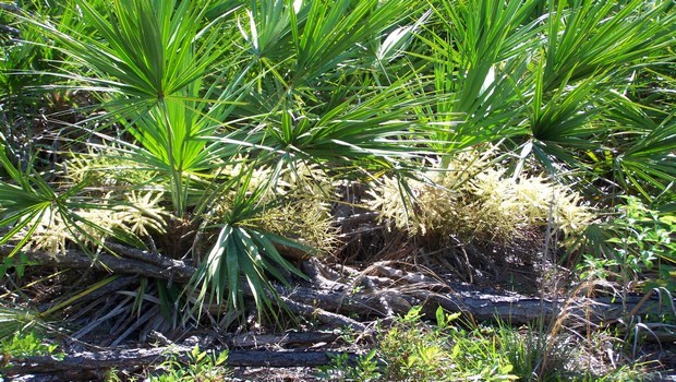 how to treat overactive bladder-saw palmetto