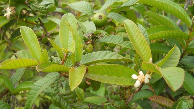 how to treat toothache-guava leaves