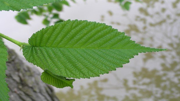 how to treat ulcerative colitis-slippery elm