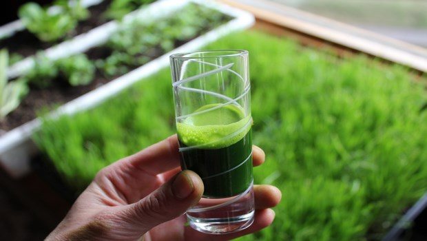 how to treat ulcerative colitis-wheat grass juice