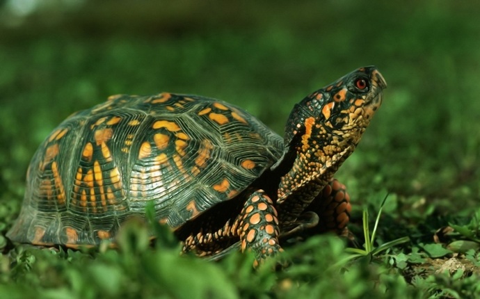 how to induce a miscarriage - tortoise