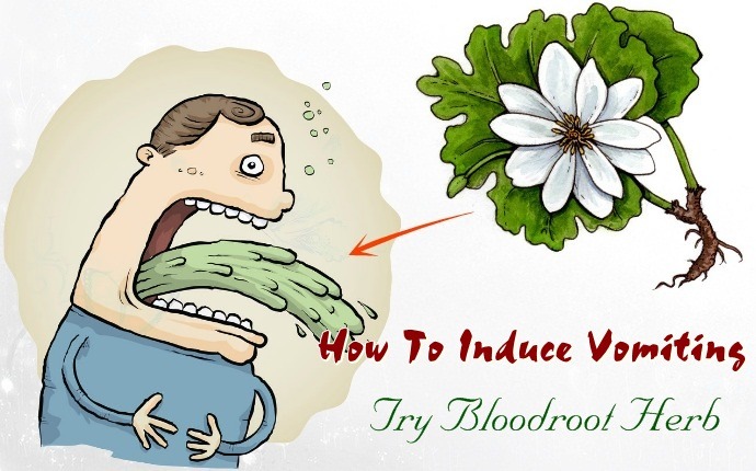 how to induce vomiting - try bloodroot herb