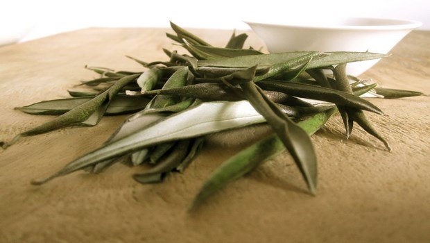 how to cure mrsa-olive leaf extract