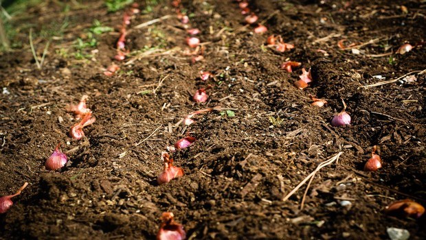 how to grow garlic-fertilize the cloves