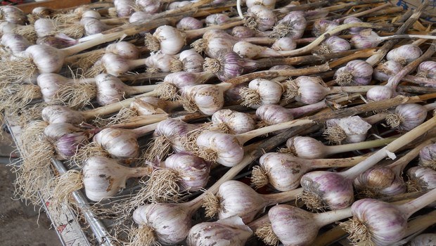 how to grow garlic-harvest garlic