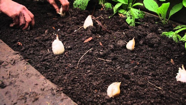 how to grow garlic-plant garlic