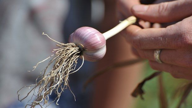 how to grow garlic-select garlic seed for planting