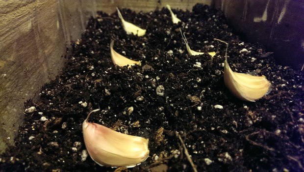 how to grow garlic-take care of garlic