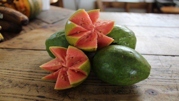 how to treat diabetes-guava