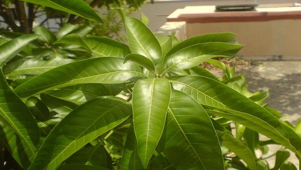 how to treat diabetes-mango leaf