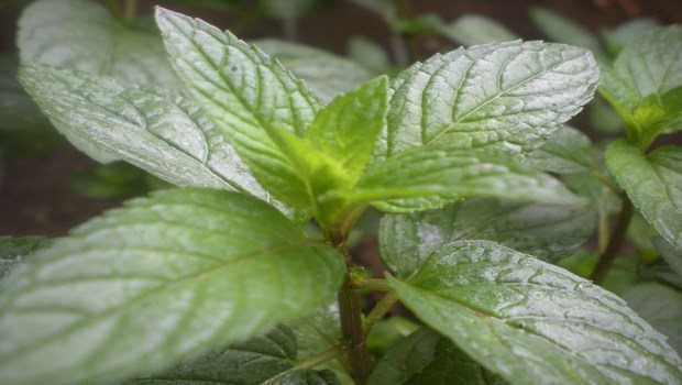 how to treat strep throat-peppermint
