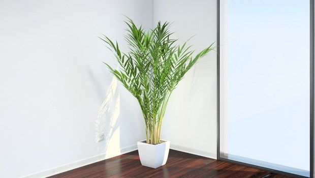 types of houseplants-areca palm