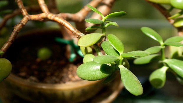 types of houseplants-baby rubber plant