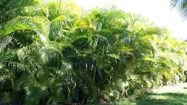 types of houseplants-bamboo palm