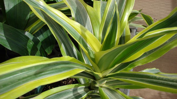 types of houseplants-dracaena