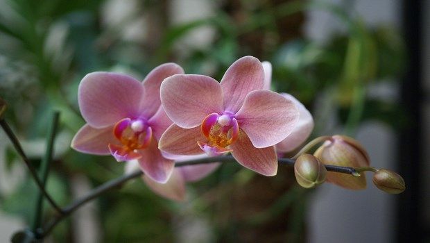 types of houseplants-moth orchid