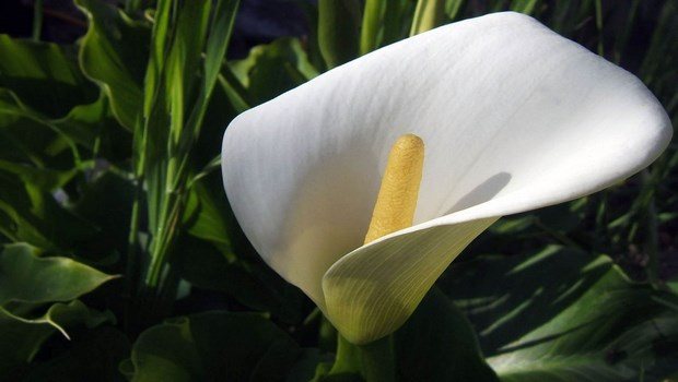 types of houseplants-peace lily