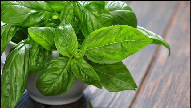 benefits of basil - DNA protection