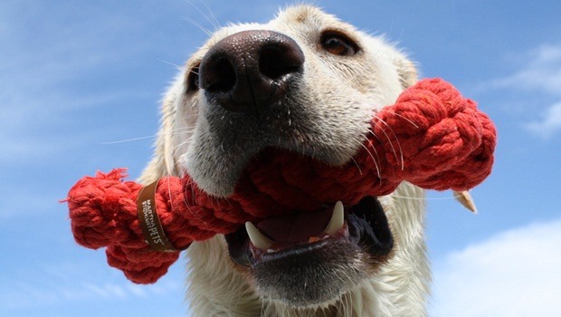 how to teach a dog to fetch - choose the suitable toy for your dog