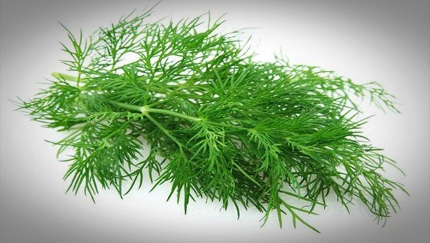 how to treat acidity - fennel herb