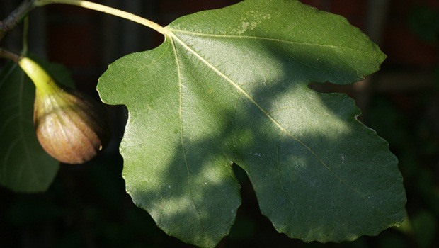 home remedies for genital warts - fig leaf