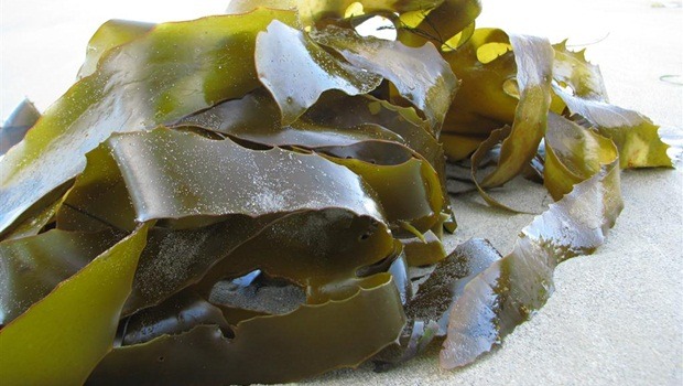 how to treat goiter - kelp seaweed