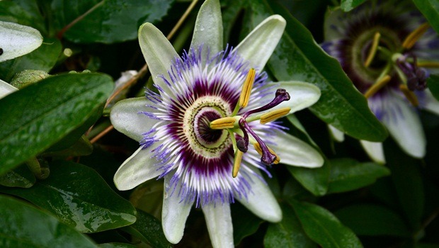 home remedies for hyperthyroidism - passionflower