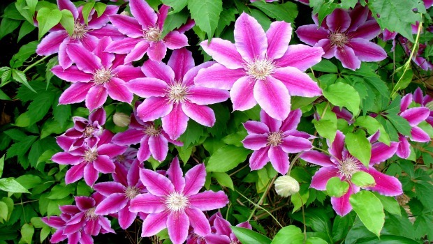 flowers for girls-Clematis