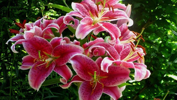 flowers for girls-Lilies