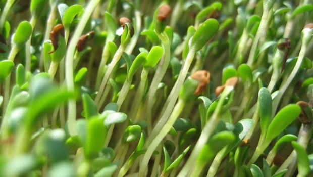 how to stop heart disease - alfalfa