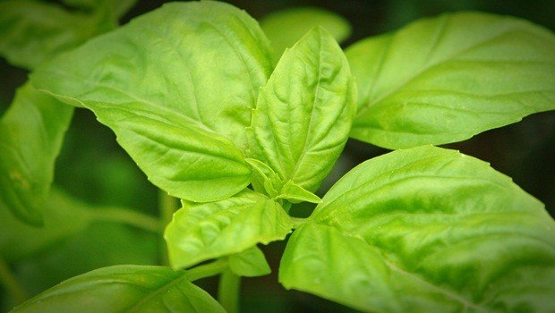 instant relief from acidity - basil leaves