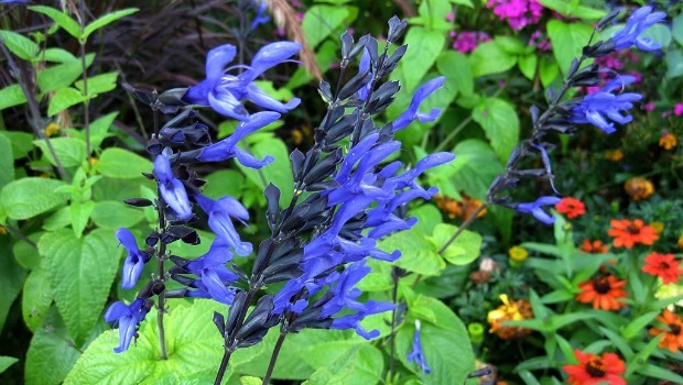 flowers for girls-blue salvia
