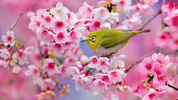flowers for girls-cherry blossom
