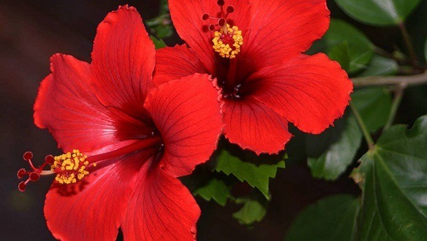 how to stop heart disease - chinese hibiscus