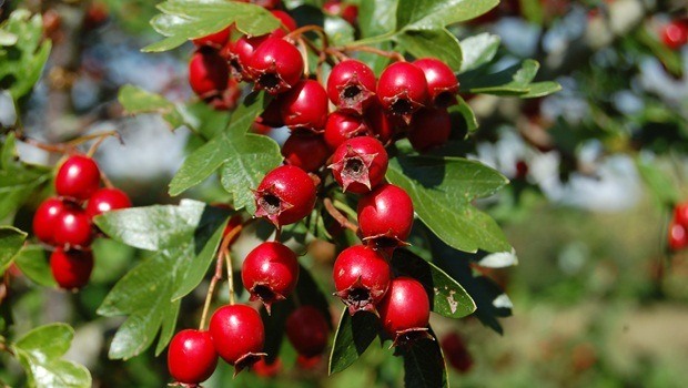 how to stop heart disease - hawthorn