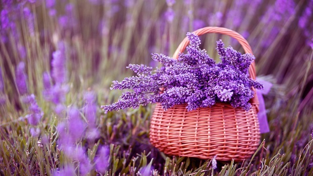 home remedies for sleep apnea-lavender