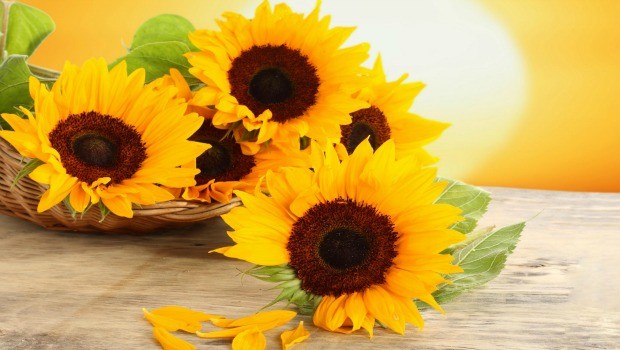 flowers for girls-sun flowers