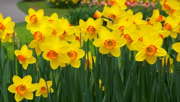 flowers for girls-yellow daffodil