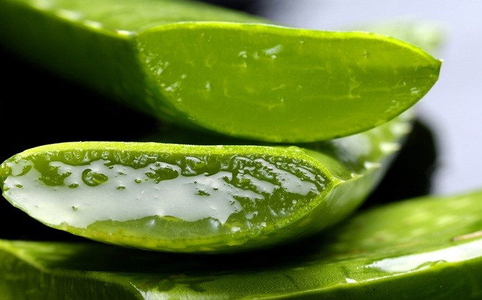 how to get rid of mouth ulcers - aloe vera