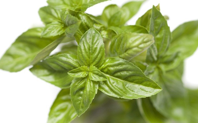 how to get rid of mouth ulcers - basil leaves and water