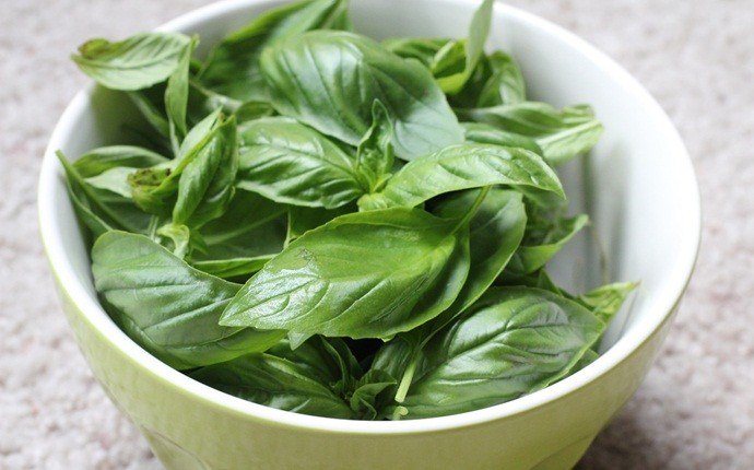how to whiten yellow teeth - basil with orange peel and mustard oil